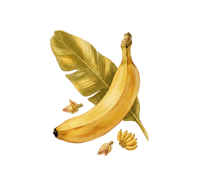 Banana